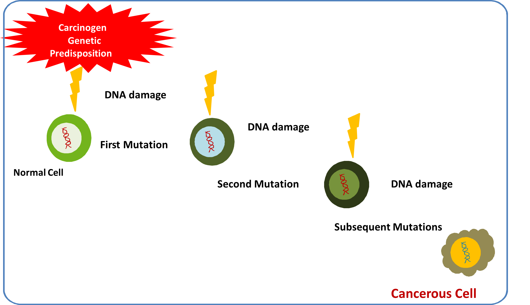 How cancer develops